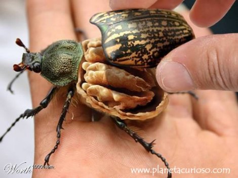 escarabajo-semilla